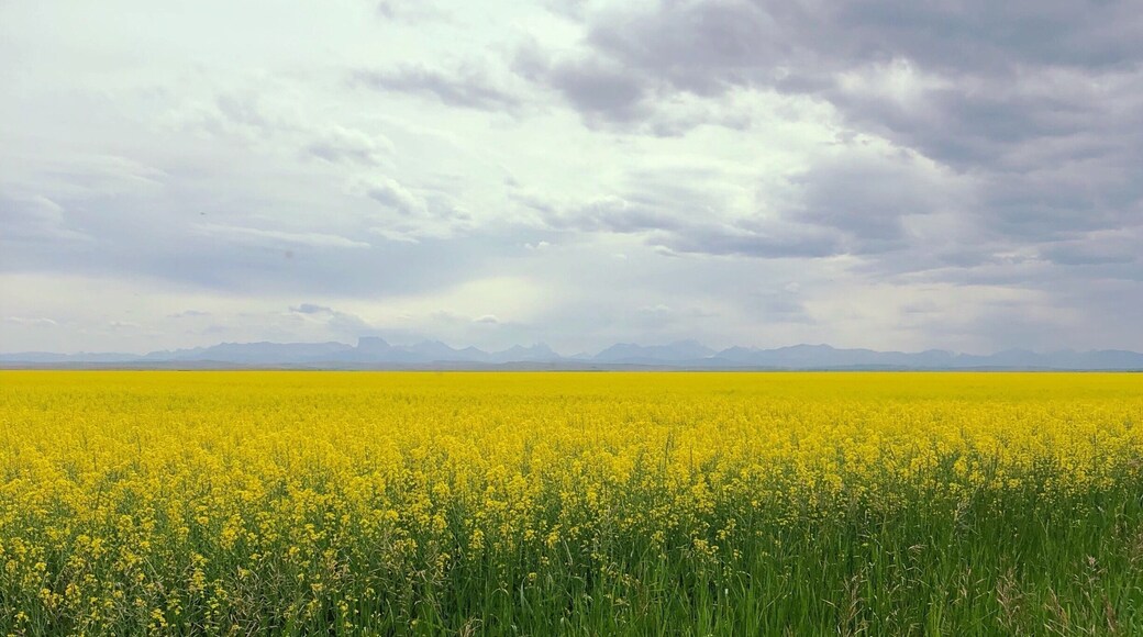 Just outside of Standoff, Alberta.