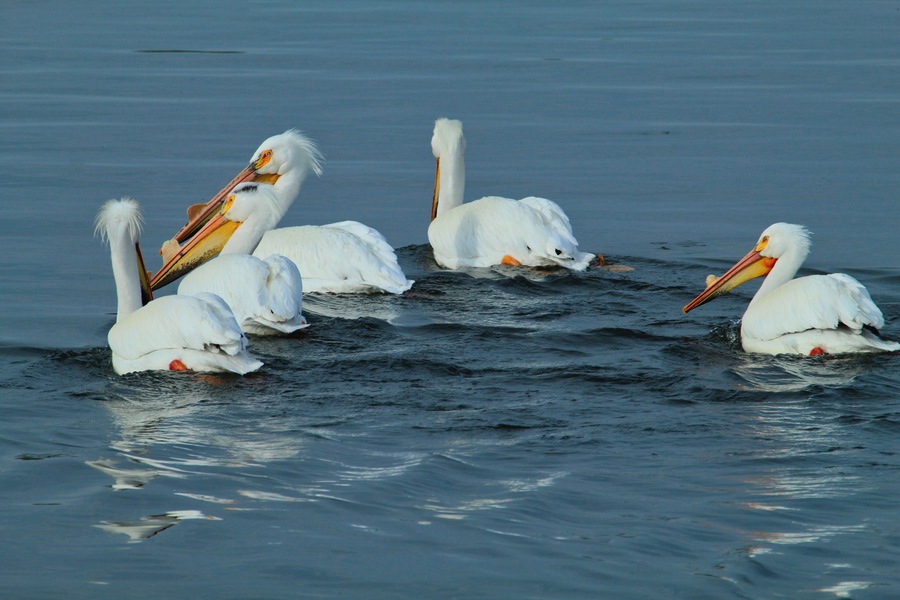 Surprised to see Pelicans