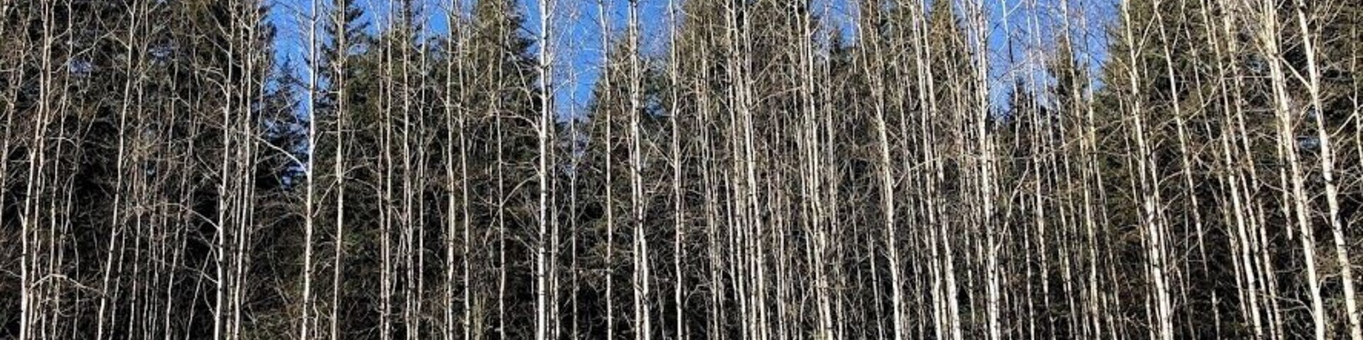 The Fall colours in Alberta.
#GreatOutdoors Photo #Nature