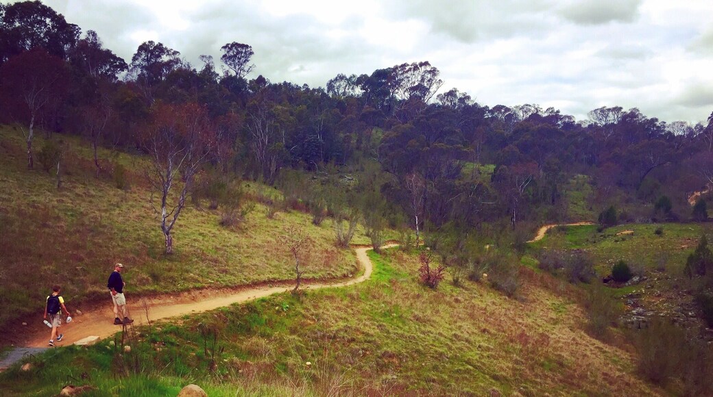My family and I hiked a portion of section 6 of the Centenary Trail. We started at Kambah pool (a nice place to cool off after your hike) and did an out and back through Bullen Nature Reserve. Much of the trail within the reserve hugs the Murrumbidgee River, offering beautiful views along the way. #MurrumbidgeeRiver #BullenNatureReserve #CentenaryTrail #Canberra #Australia #VisitCanberra #hiking #outdoors
