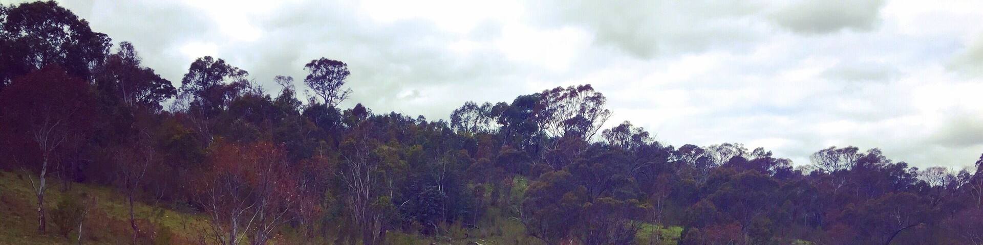 My family and I hiked a portion of section 6 of the Centenary Trail. We started at Kambah pool (a nice place to cool off after your hike) and did an out and back through Bullen Nature Reserve. Much of the trail within the reserve hugs the Murrumbidgee River, offering beautiful views along the way. #MurrumbidgeeRiver #BullenNatureReserve #CentenaryTrail #Canberra #Australia #VisitCanberra #hiking #outdoors