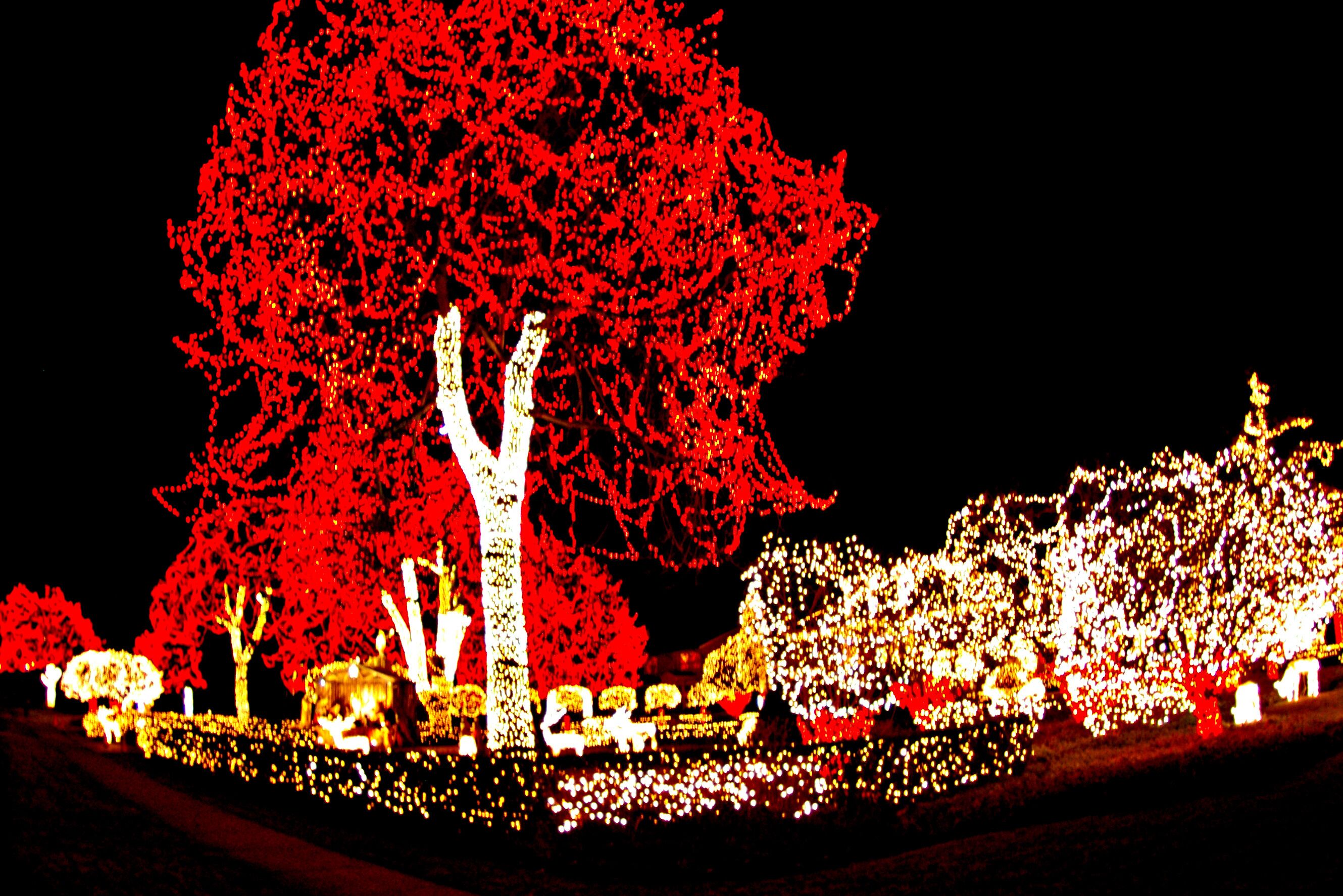 Christmas lights at a residence in an upscale Michigan community.