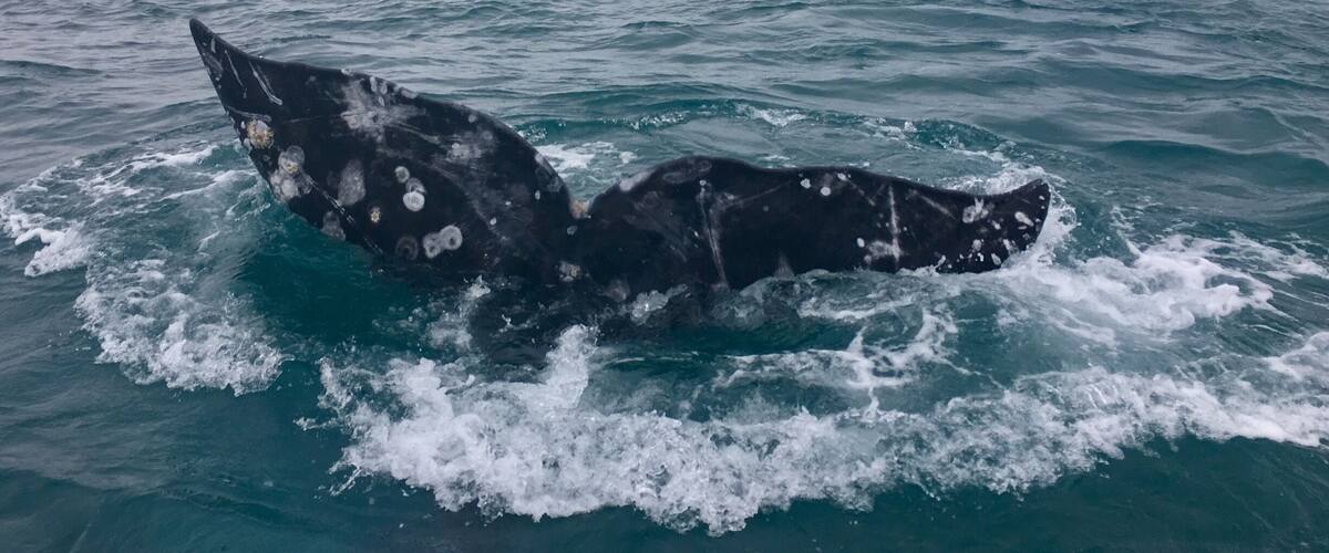 One of the shots I was hoping to capture. 
#bajacalifornia
#whalewatching
(Feb 2017)