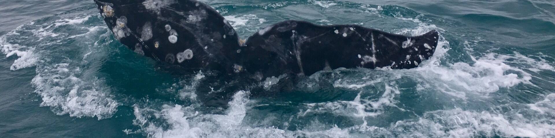 One of the shots I was hoping to capture.
#bajacalifornia
#whalewatching
(Feb 2017)
