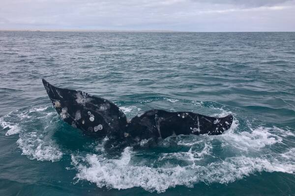 One of the shots I was hoping to capture.
#bajacalifornia
#whalewatching
(Feb 2017)