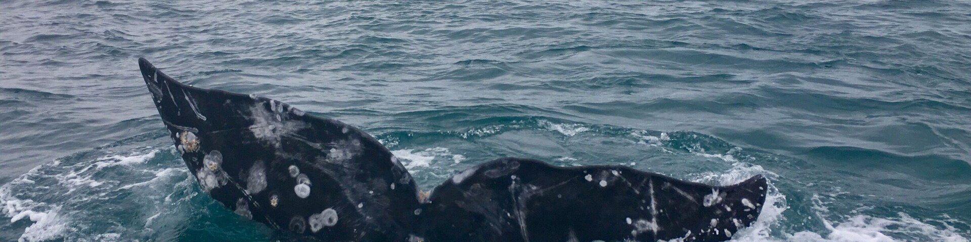 One of the shots I was hoping to capture.
#bajacalifornia
#whalewatching
(Feb 2017)