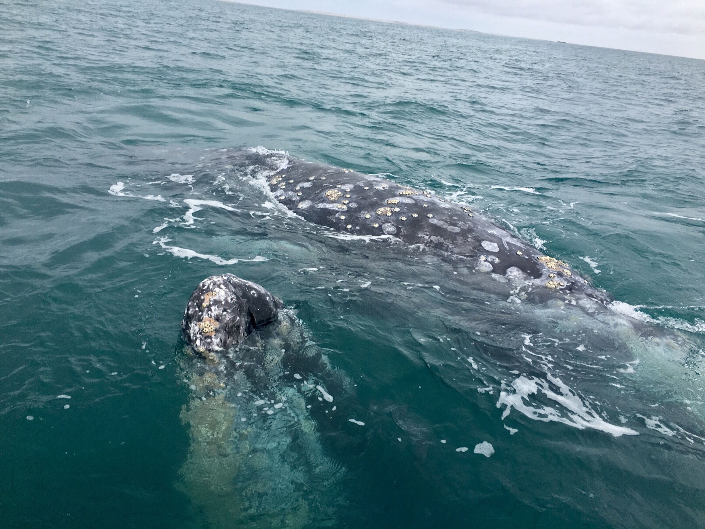 These pictures don't capture the size of these majestic whales. 

The gray whales reach a length of about 52 feet, a weight of 36 tons and an age of 50-60 years old. 

They were covered with barnacles and their surface felt like rubber. 

#bajacalifornia
#whalewatching

(Feb 2017)