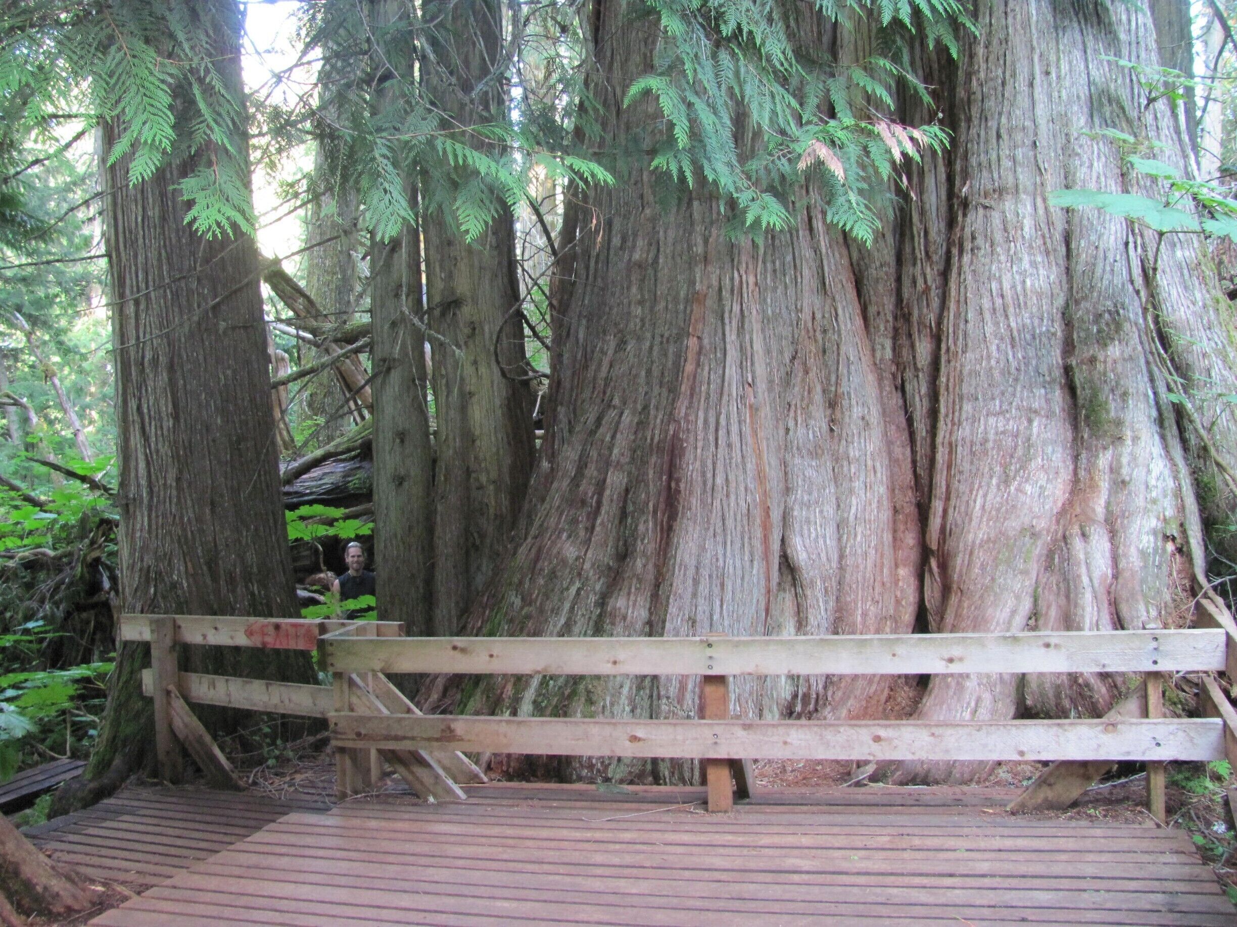 The Ancient Forest is a relatively new discovery. Situated right off of Hwy 16 about an hour east of Prince George is a hidden gem: The Ancient Forest. At about 800kms inland, this rainforest is possibly the furthest rainforest from any oceans. There are massive trees here that are fairly spread out which makes for easy viewing/picture-taking/walking. More than half of the trail is actually a boardwalk. This may be due to the plentiful devil's clubs in the area. However, it is very easy to avoid the devil's club and the forest is well worth the visit outside of Prince George. Since it is a relatively new discovery, there are not that many people who visit the place, so you just may have compete and total peace while you visit.