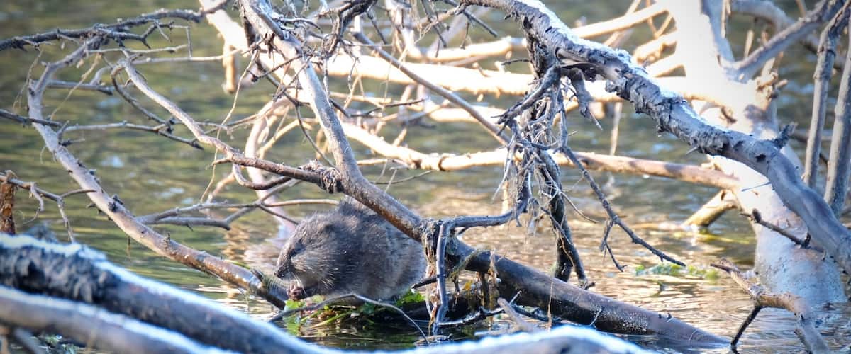 A beaver in a water body surrounded by branches.