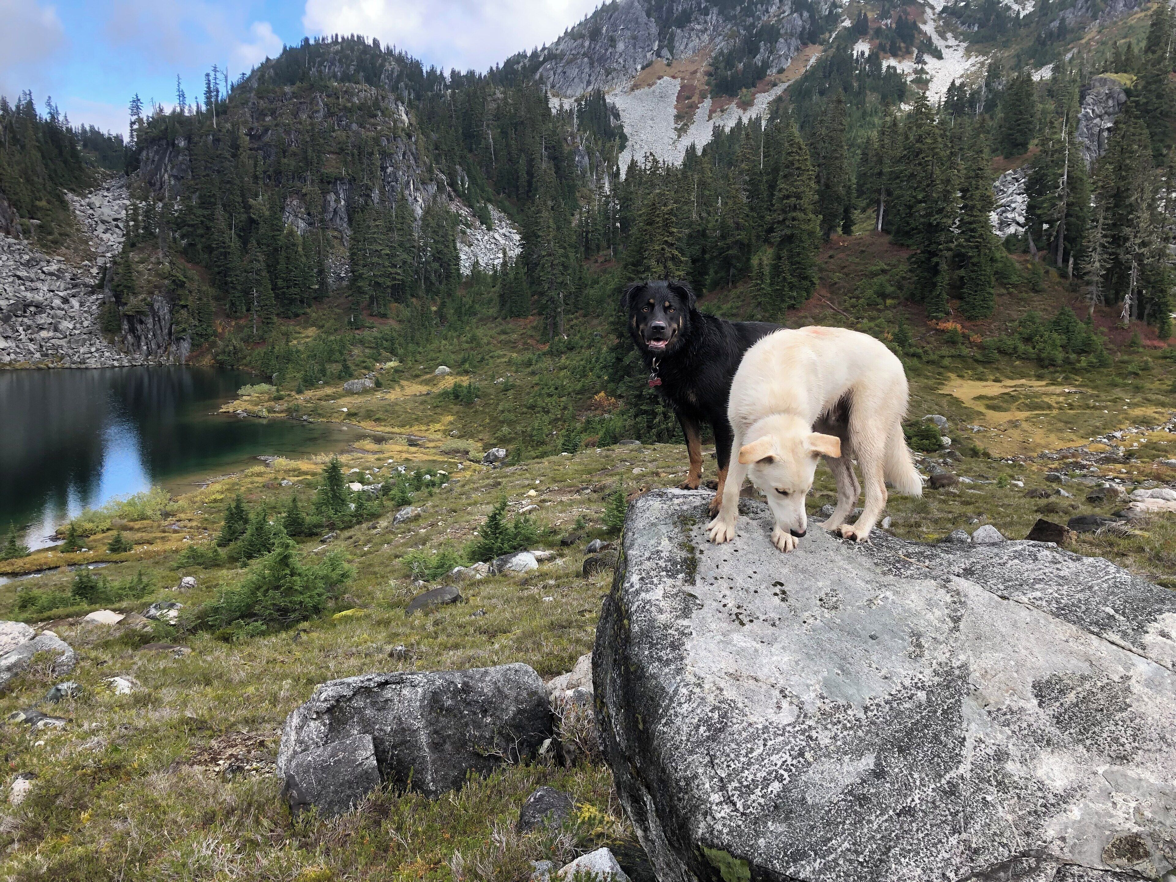 Dogs trying to stay still for a picture. #adventure