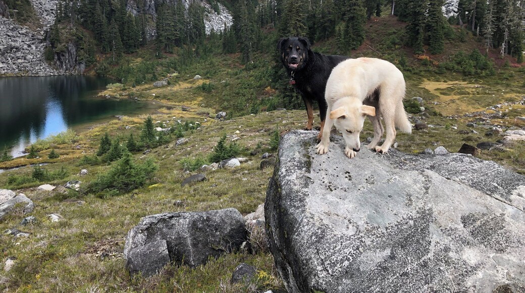 Dogs trying to stay still for a picture. #adventure