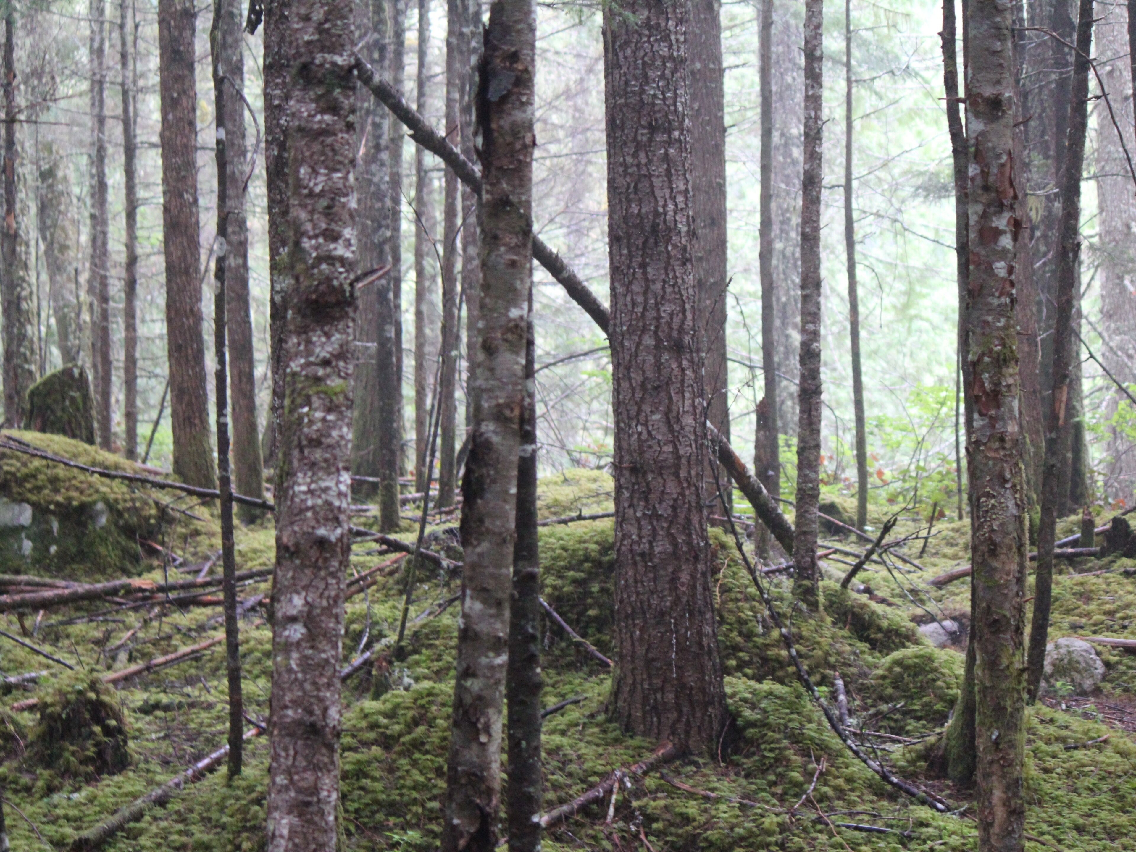 Nothing like a walk in the woods to start the day off right 👍🏻 #Trovember