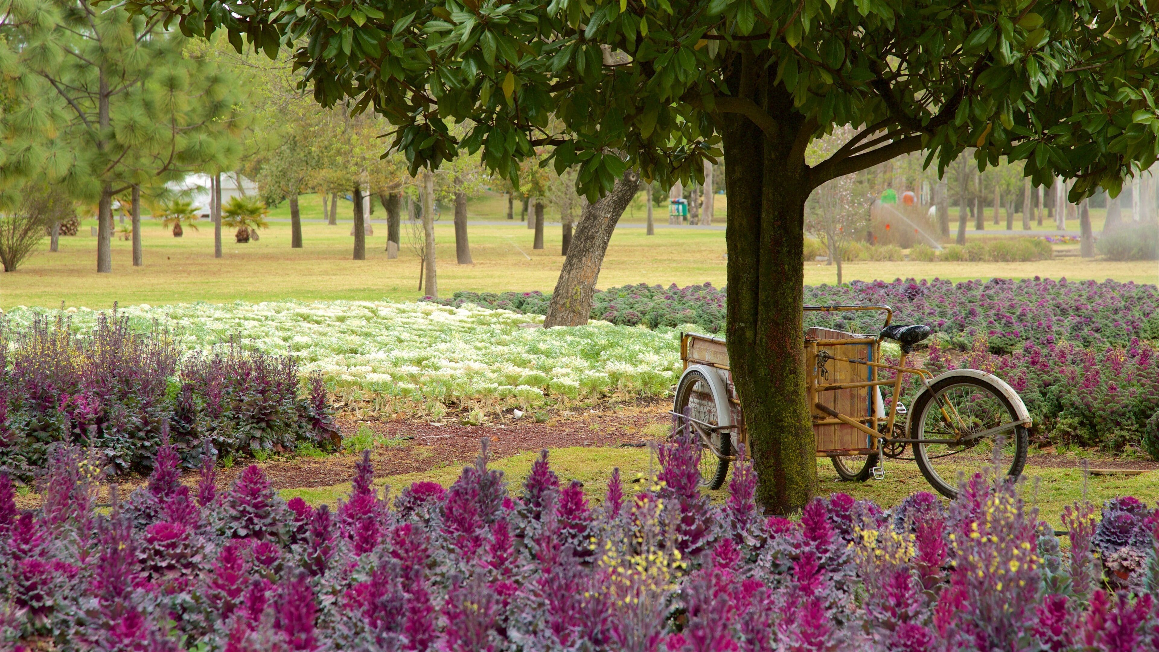 Mexico, Estado de featuring wildflowers and a garden