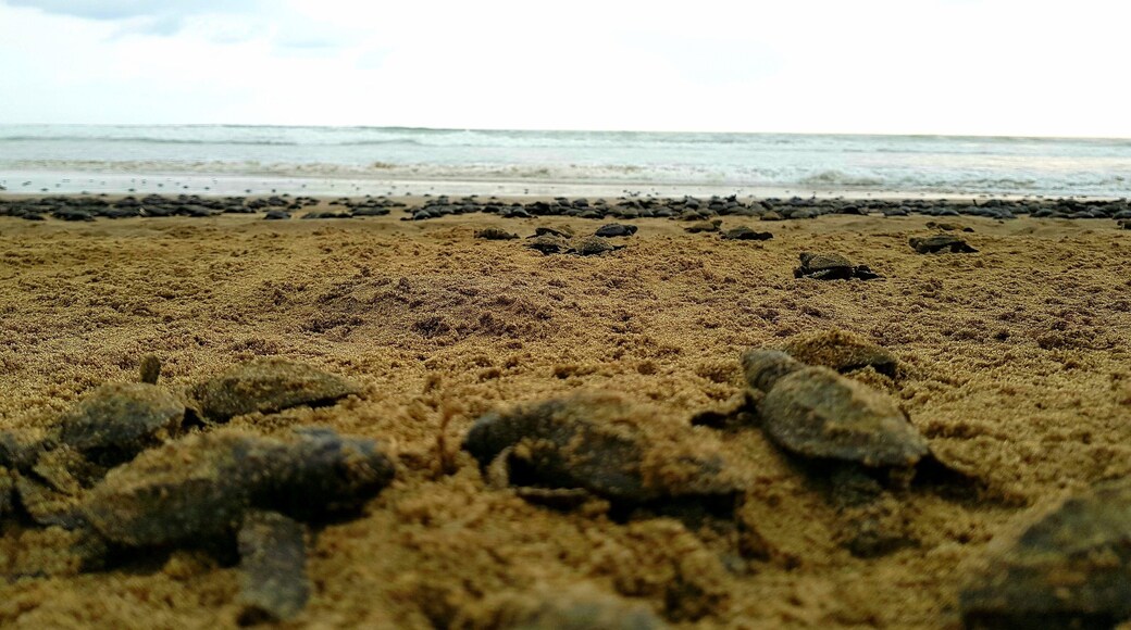 If you go to Ixtapa do not miss the release of turtles, especially in this area they take care of them in their environment. A local family is responsible for the collection, protection, incubation and direct assistance to the three types of turtles that habit this area: Golfina,Carey & Laud. It is a magical experience and we can contribute and return a bit of what this planet gives us by helping this endangered species 🐢🐢🐢 #lifeatexpedia #weloveourmarkets #latam #mexico #ixtapazihuatanejo #beaches #turtles