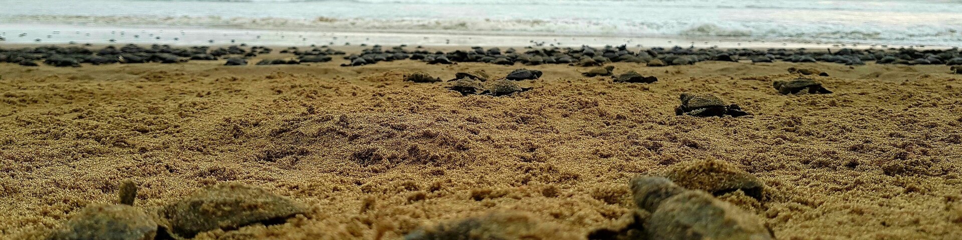 If you go to Ixtapa do not miss the release of turtles, especially in this area they take care of them in their environment. A local family is responsible for the collection, protection, incubation and direct assistance to the three types of turtles that habit this area: Golfina,Carey & Laud. It is a magical experience and we can contribute and return a bit of what this planet gives us by helping this endangered species 🐢🐢🐢 #lifeatexpedia #weloveourmarkets #latam #mexico #ixtapazihuatanejo #beaches #turtles