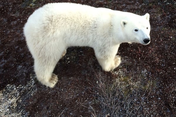 My first wild polar bear on the Churchill, Manitoba tundra was a young, healthy female. Had a great day on the #tundrabuggy with Frontiers North. Saw 11 bears including mom and two cubs. More pics soon. #hellotheregorgeous