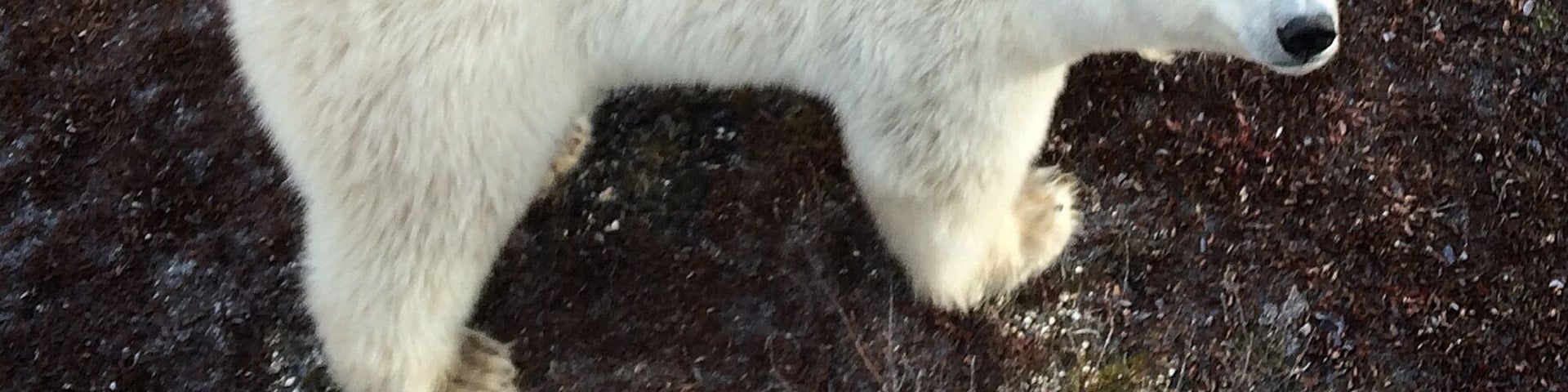 My first wild polar bear on the Churchill, Manitoba tundra was a young, healthy female. Had a great day on the #tundrabuggy with Frontiers North. Saw 11 bears including mom and two cubs. More pics soon. #hellotheregorgeous