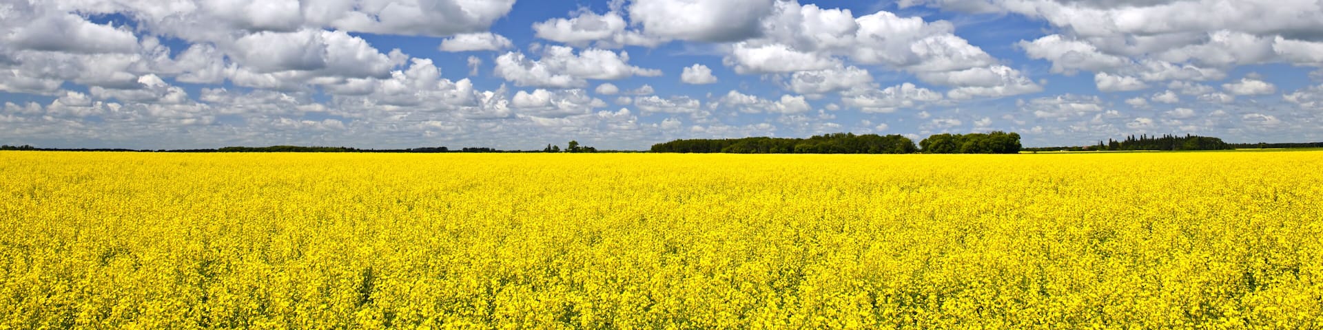 Agricultural landscape of canola or rapeseed farm field in Manitoba, Canada