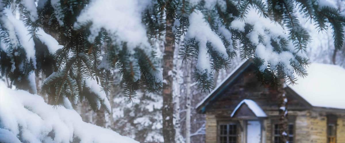 Snow-covered pine branches and a stone cabin in a snowy landscape.