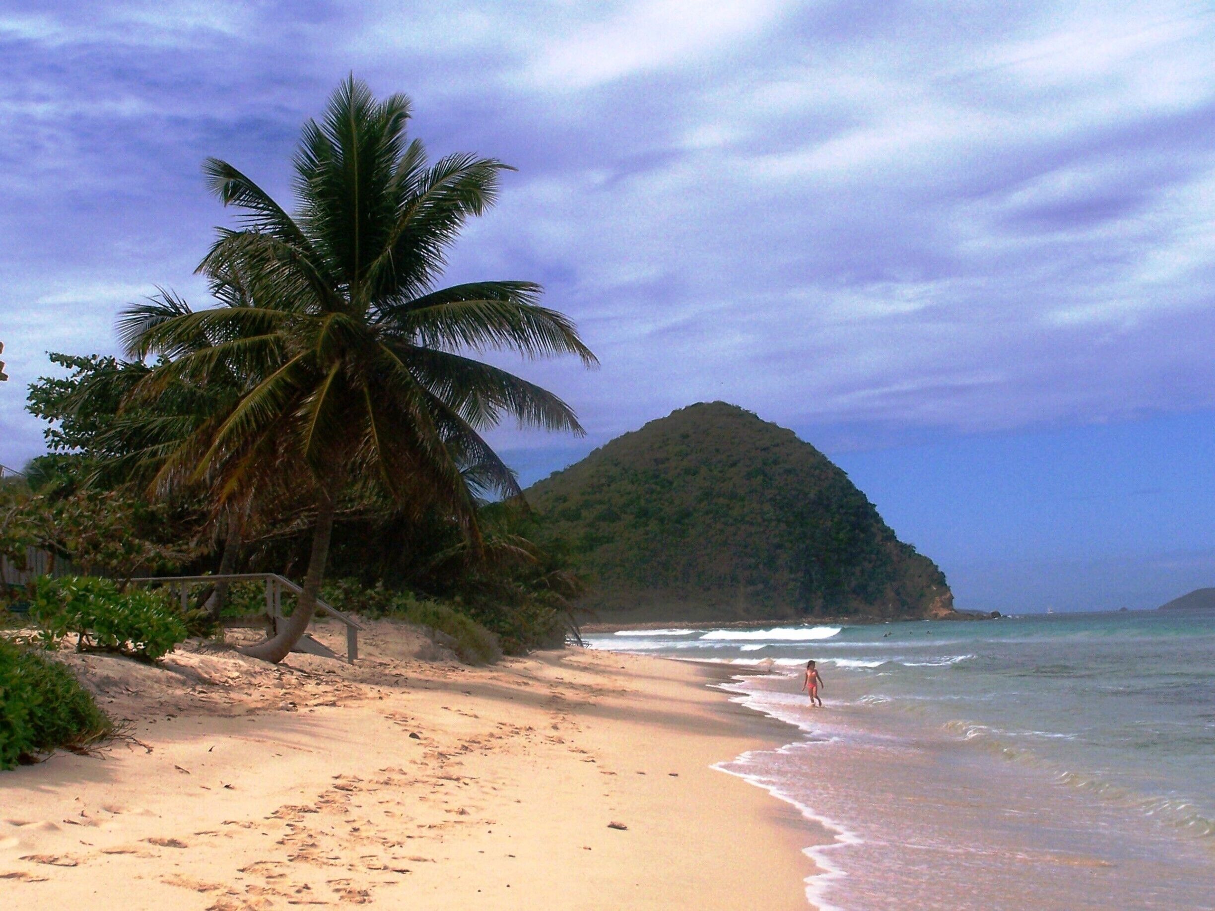 A beach with a palm tree, a sandy shore, and a mountain in the background.