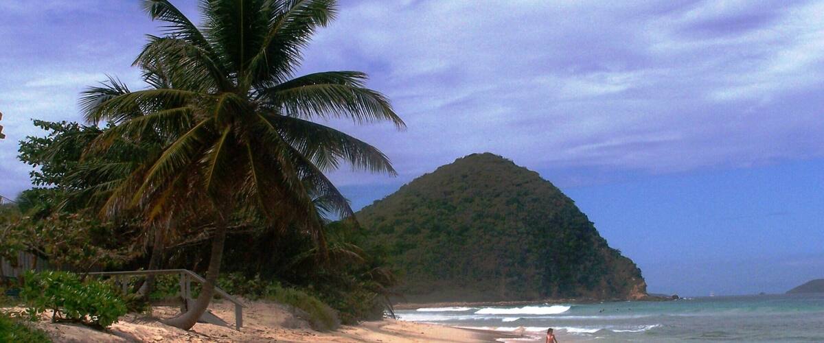 A beach with a palm tree, a sandy shore, and a mountain in the background.