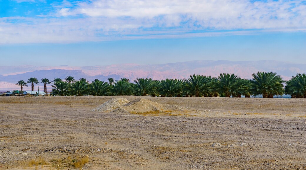 Palm tree grove and the Edom mountains