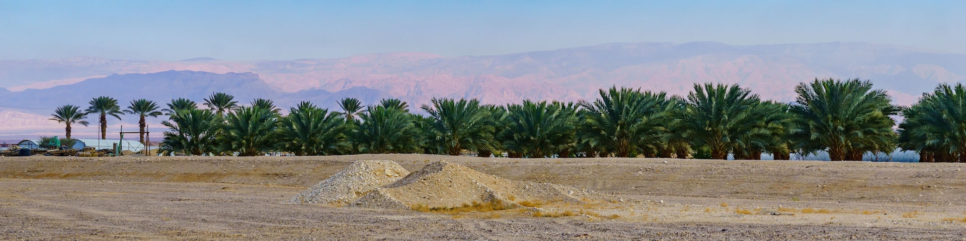 Palm tree grove and the Edom mountains