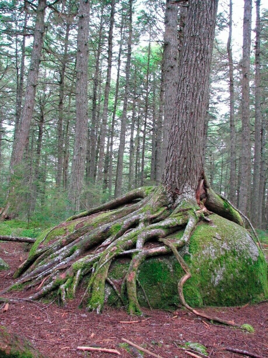 This hemlock tree was spotted along the 5km loop trail called "Hemlocks and Hardwoods".  It is an easy trail showcasing some of Nova Scotia's oldest trees.

Keji has some nice campgrounds and since it is a National Park, the services are pretty decent. #nationalpark  #hiking #takeahike