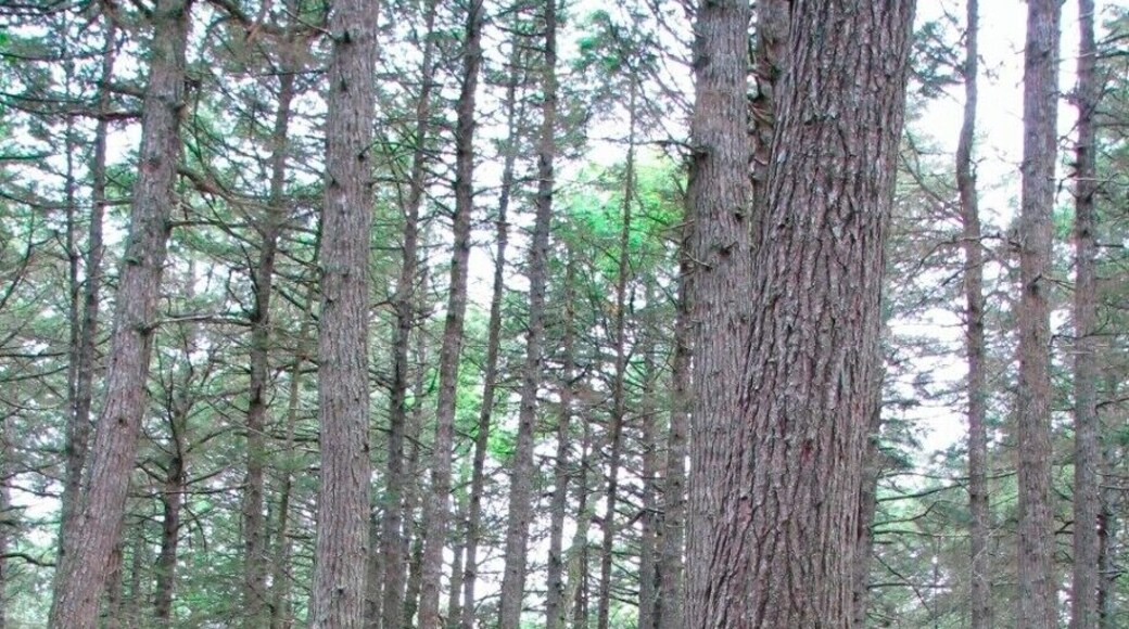This hemlock tree was spotted along the 5km loop trail called "Hemlocks and Hardwoods". It is an easy trail showcasing some of Nova Scotia's oldest trees.
Keji has some nice campgrounds and since it is a National Park, the services are pretty decent. #nationalpark #hiking #takeahike