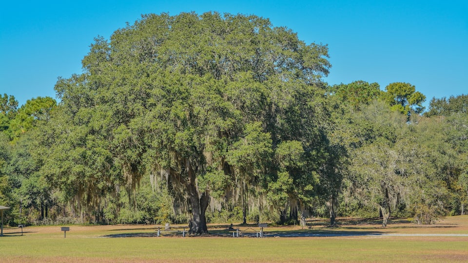 A large tree with Spanish moss, surrounded by a grassy field and a clear blue sky.