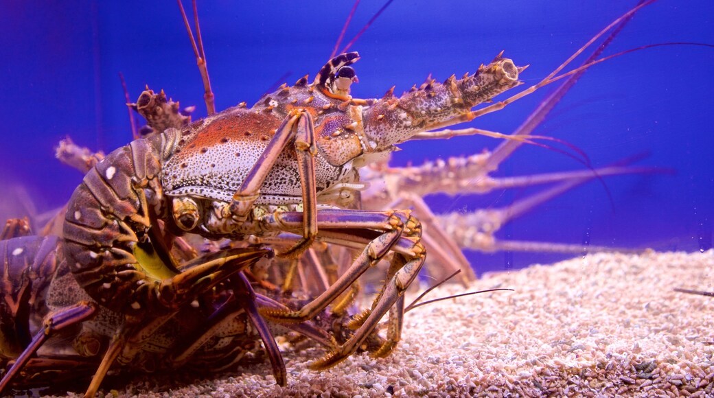 Cancun featuring marine life