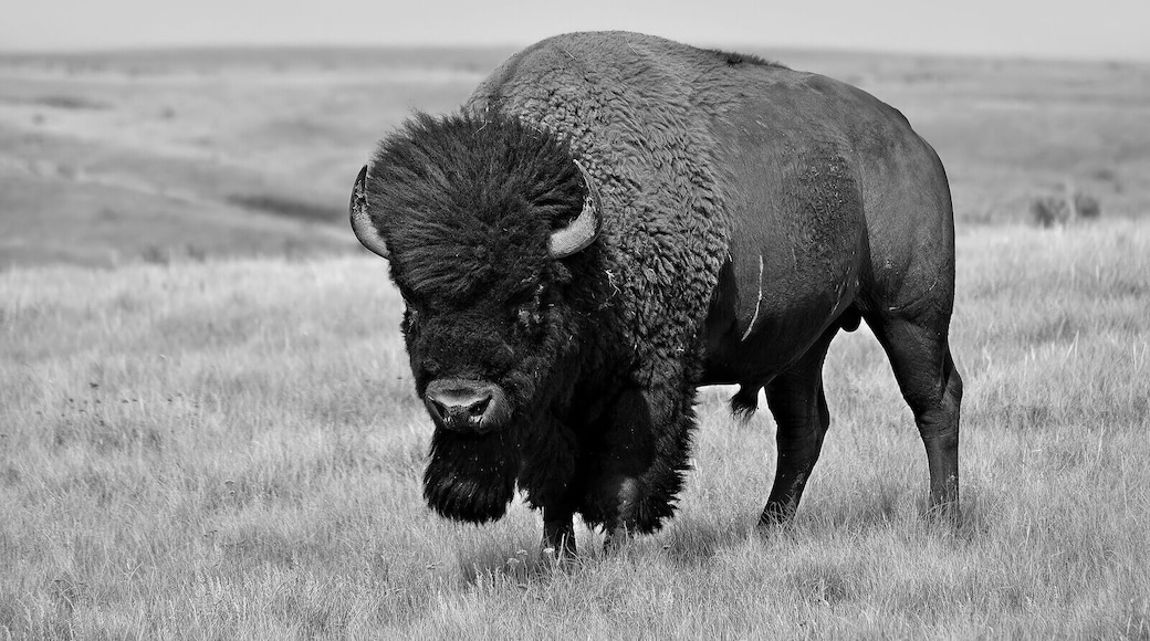 Quite remote Grasslands National Park in the south of Saskatchewan has bisons and a vast but gorgeous landscape of gorges, grassy hills and meadows . We visited the park for its herd of wild bisons which we found mostly grazing far away from the main road but luckily we happened on some individuals all by themselves far from the group only mere meters from the road ...an immense feeling of surprise and satisfaction to have this big one calmly posing for me !