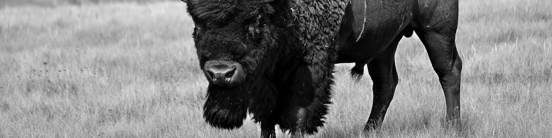 Quite remote Grasslands National Park in the south of Saskatchewan has bisons and a vast but gorgeous landscape of gorges, grassy hills and meadows . We visited the park for its herd of wild bisons which we found mostly grazing far away from the main road but luckily we happened on some individuals all by themselves far from the group only mere meters from the road ...an immense feeling of surprise and satisfaction to have this big one calmly posing for me !