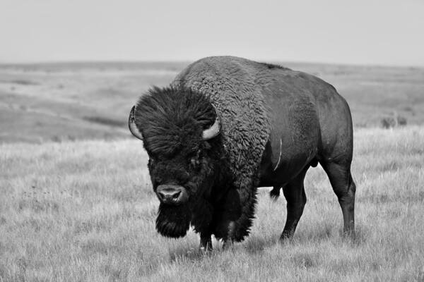 Quite remote Grasslands National Park in the south of Saskatchewan has bisons and a vast but gorgeous landscape of gorges, grassy hills and meadows . We visited the park for its herd of wild bisons which we found mostly grazing far away from the main road but luckily we happened on some individuals all by themselves far from the group only mere meters from the road ...an immense feeling of surprise and satisfaction to have this big one calmly posing for me !