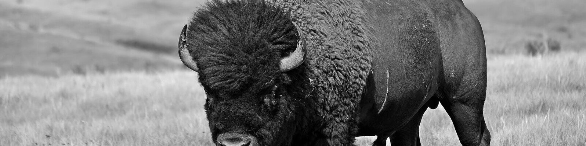 Quite remote Grasslands National Park in the south of Saskatchewan has bisons and a vast but gorgeous landscape of gorges, grassy hills and meadows . We visited the park for its herd of wild bisons which we found mostly grazing far away from the main road but luckily we happened on some individuals all by themselves far from the group only mere meters from the road ...an immense feeling of surprise and satisfaction to have this big one calmly posing for me !