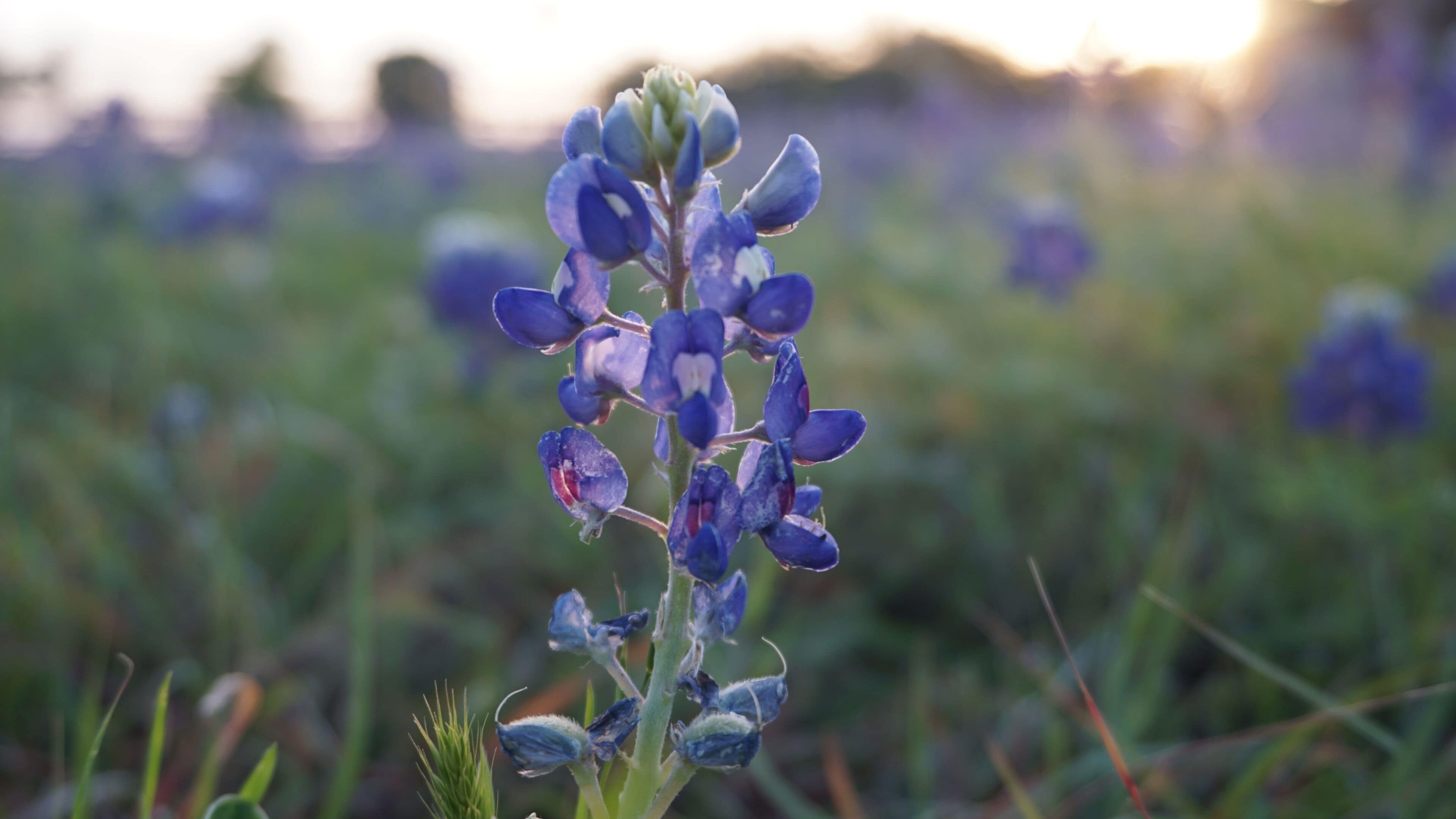 Pflugerville, TX - April 12, 2025: Heritage Park - Texas Bluebonnets in the morning