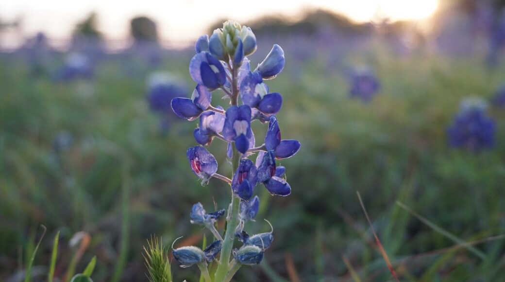 Pflugerville, TX - April 12, 2025: Heritage Park - Texas Bluebonnets in the morning