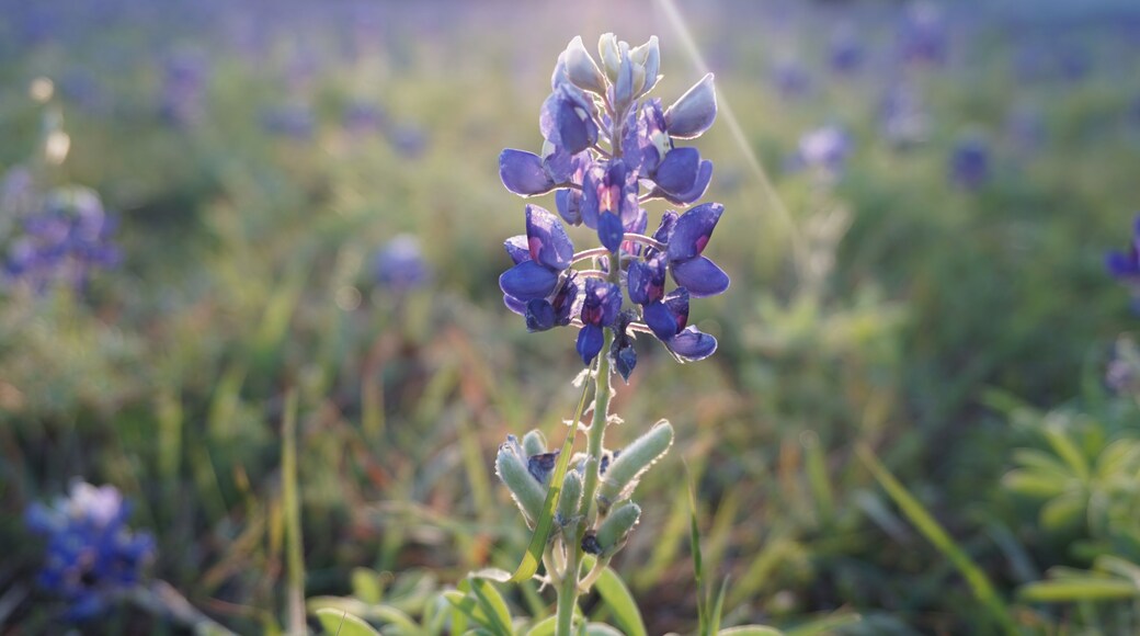 Pflugerville, TX - April 12, 2025: Heritage Park - Texas Bluebonnets in the morning