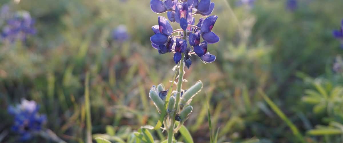Pflugerville, TX - April 12, 2025: Heritage Park - Texas Bluebonnets in the morning