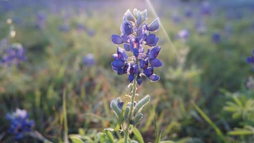 Pflugerville, TX - April 12, 2025: Heritage Park - Texas Bluebonnets in the morning