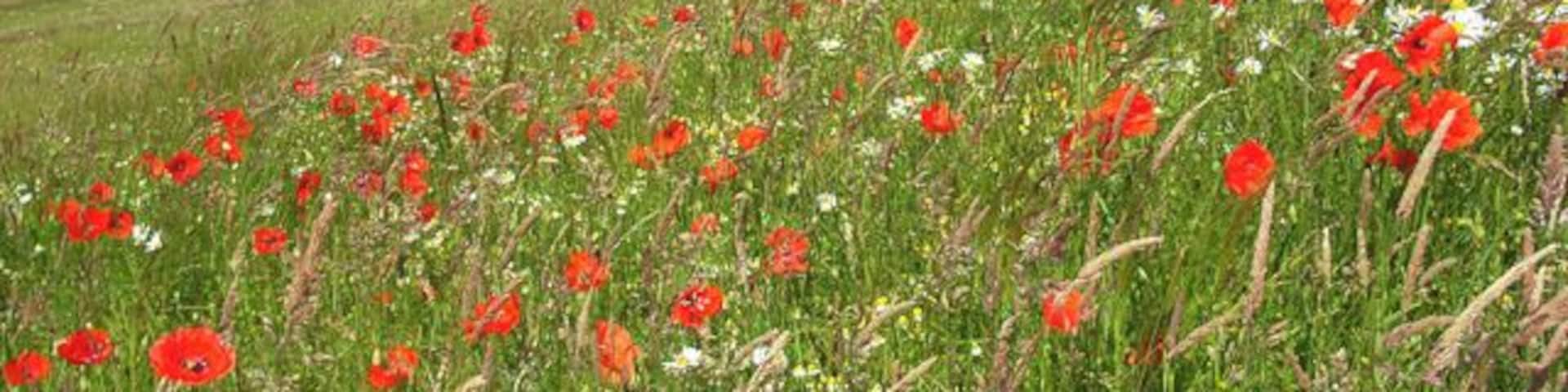 Grassland, Easthampstead An attractive mix of wildflowers and long grass on uncultivated land just outside of built-up Bracknell.
