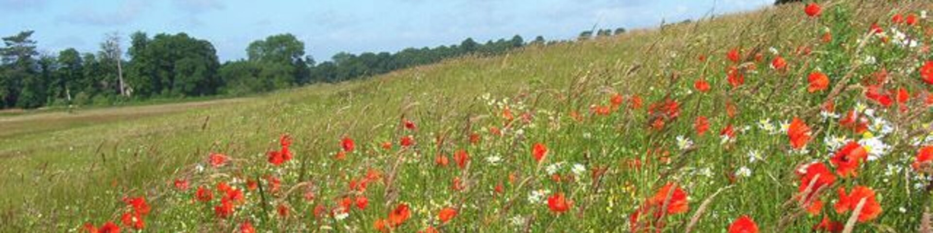 Grassland, Easthampstead An attractive mix of wildflowers and long grass on uncultivated land just outside of built-up Bracknell.