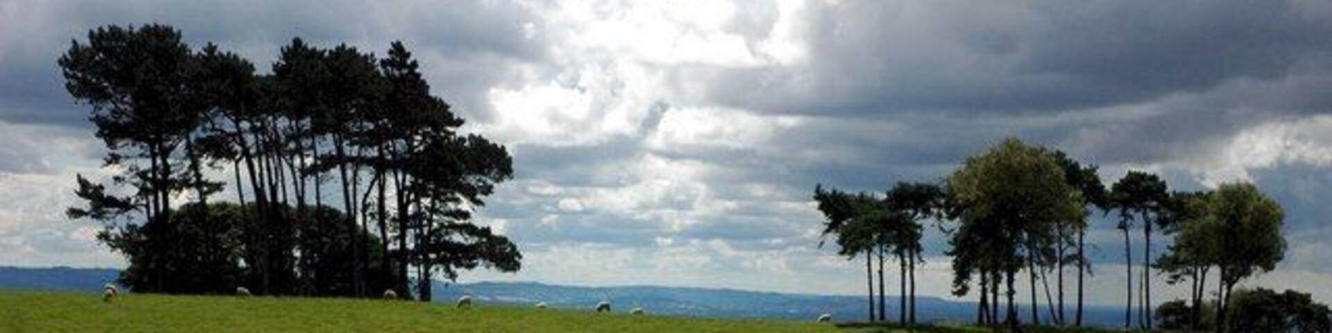 Scots Pine trees on Bredon Hill Exposed pine trees near Lalu Farm, high on Bredon Hill. Bredon Hill is the largest of a number of Cotswold outliers. The escarpment of the main Cotswold range can be seen on the horizon.