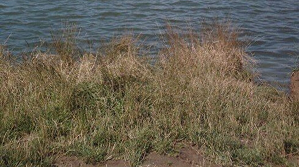 New reservoir - view west About two years after creation the new lake is slowly maturing with a number of duck and moorhen families in residence.
