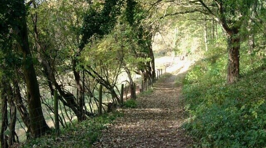 An Autumnal Stroll An afternoons autumnal stroll near Hardwick Hall in Derbyshire. 335858 (behind the viewpoint) : Previous -- (22 of 27) -- Next : (continue ahead) 336427 The photograph was taken looking toward the western end of a narrow strip of woodland called Lady Spencers Wood. The walk follows the footpath in a westerly (ahead) direction through a gate and out into parkland. See also this photograph by John Fielding, 491989.