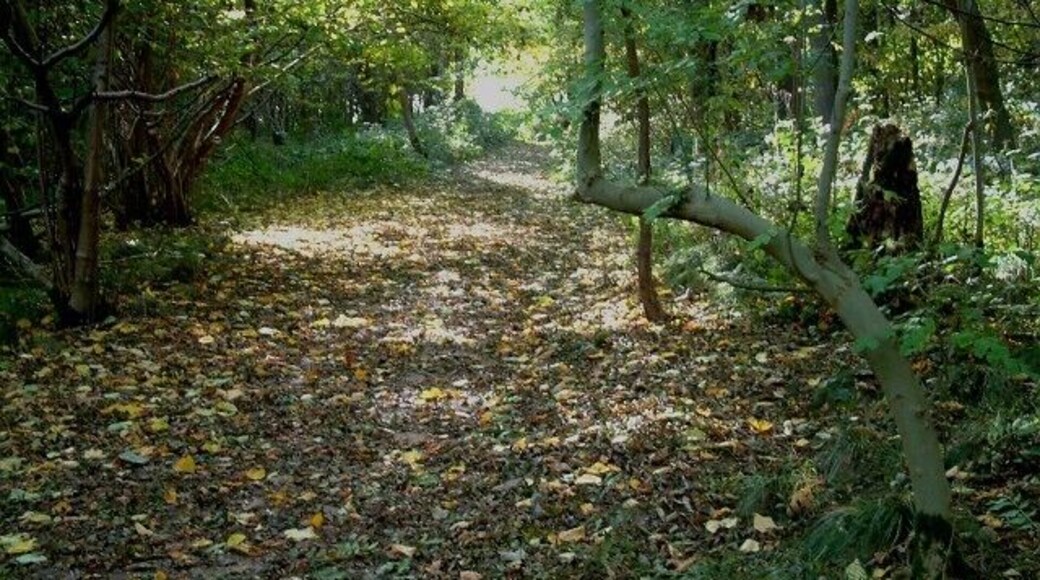 An Autumnal Stroll An afternoons autumnal stroll near Hardwick Hall in Derbyshire. 335650 (behind the viewpoint) : Previous -- (13 of 27) -- Next : (ahead) 335660 This photograph of a public footpath that runs between Rowthorne village to the north (behind the viewpoint) and Norwood Lodge to the south (ahead) was taken in woodland some 500 metres north of the lodge. The walk continues in a southerly (ahead) direction up the fairly easy slope toward a an opening through a fence into a field.
