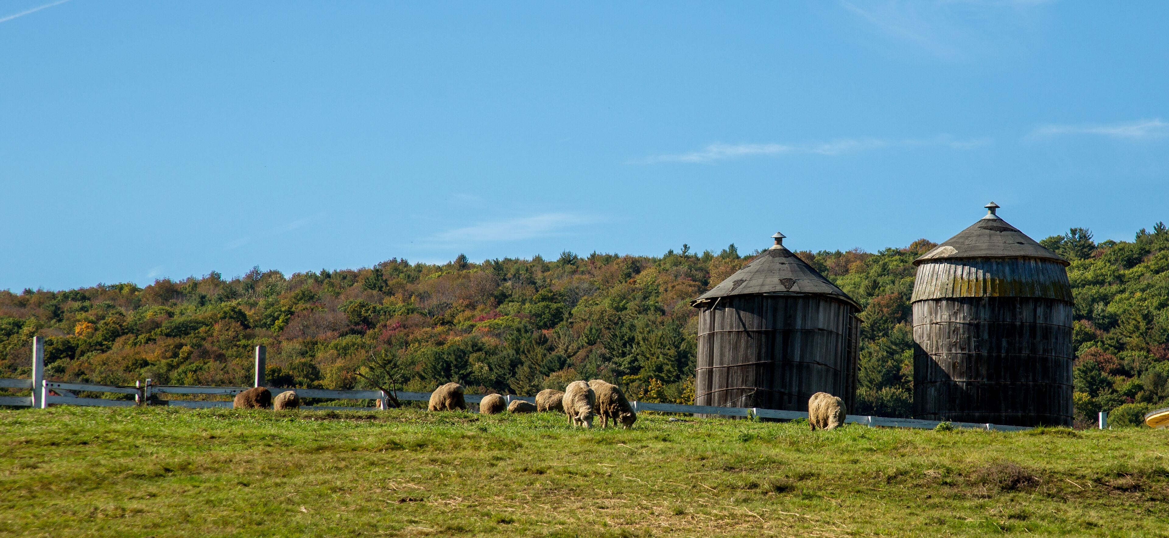 A rural landscape with a fenced field, several sheep grazing, and two wooden barns in the background.