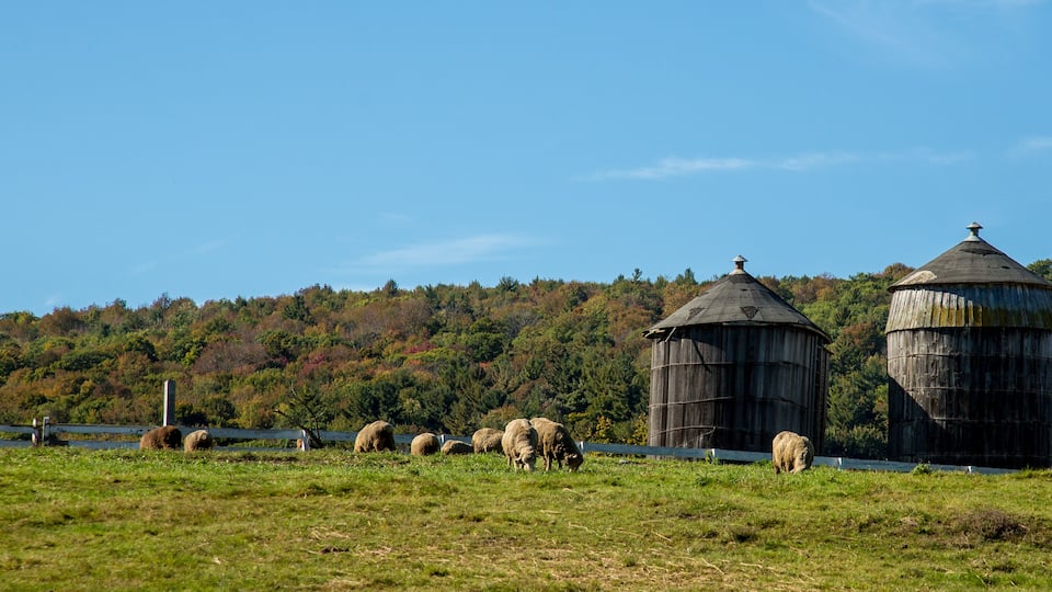 A rural landscape with a fenced field, several sheep grazing, and two wooden barns in the background.