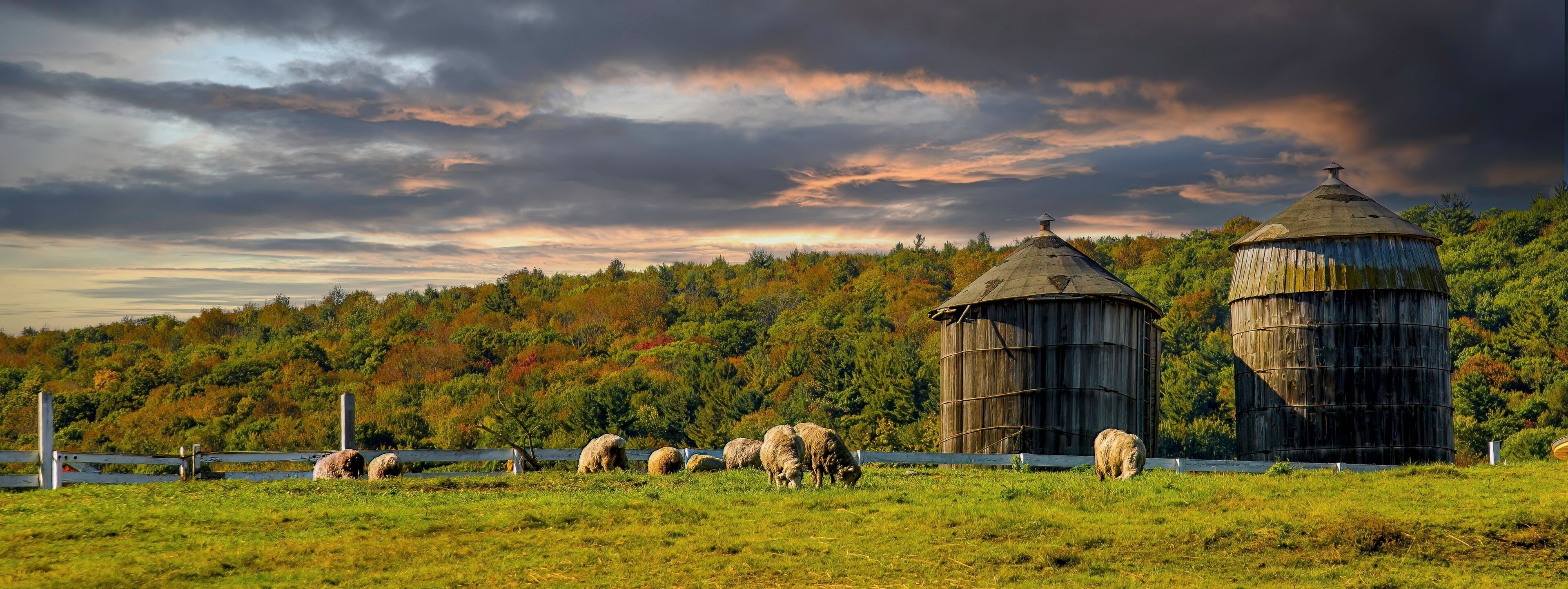 A flock of sheep and two unpainted wooden silos on a farm near Hancock MA