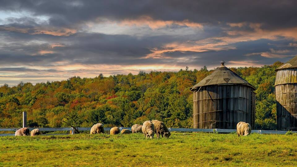 A flock of sheep and two unpainted wooden silos on a farm near Hancock MA